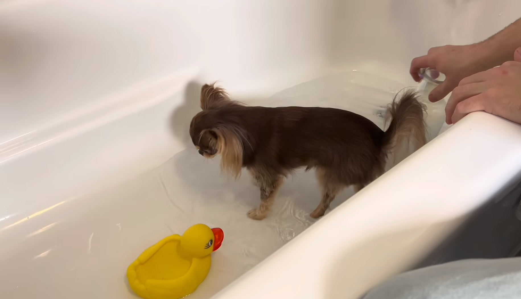 Steps To Bathing a Chihuahua