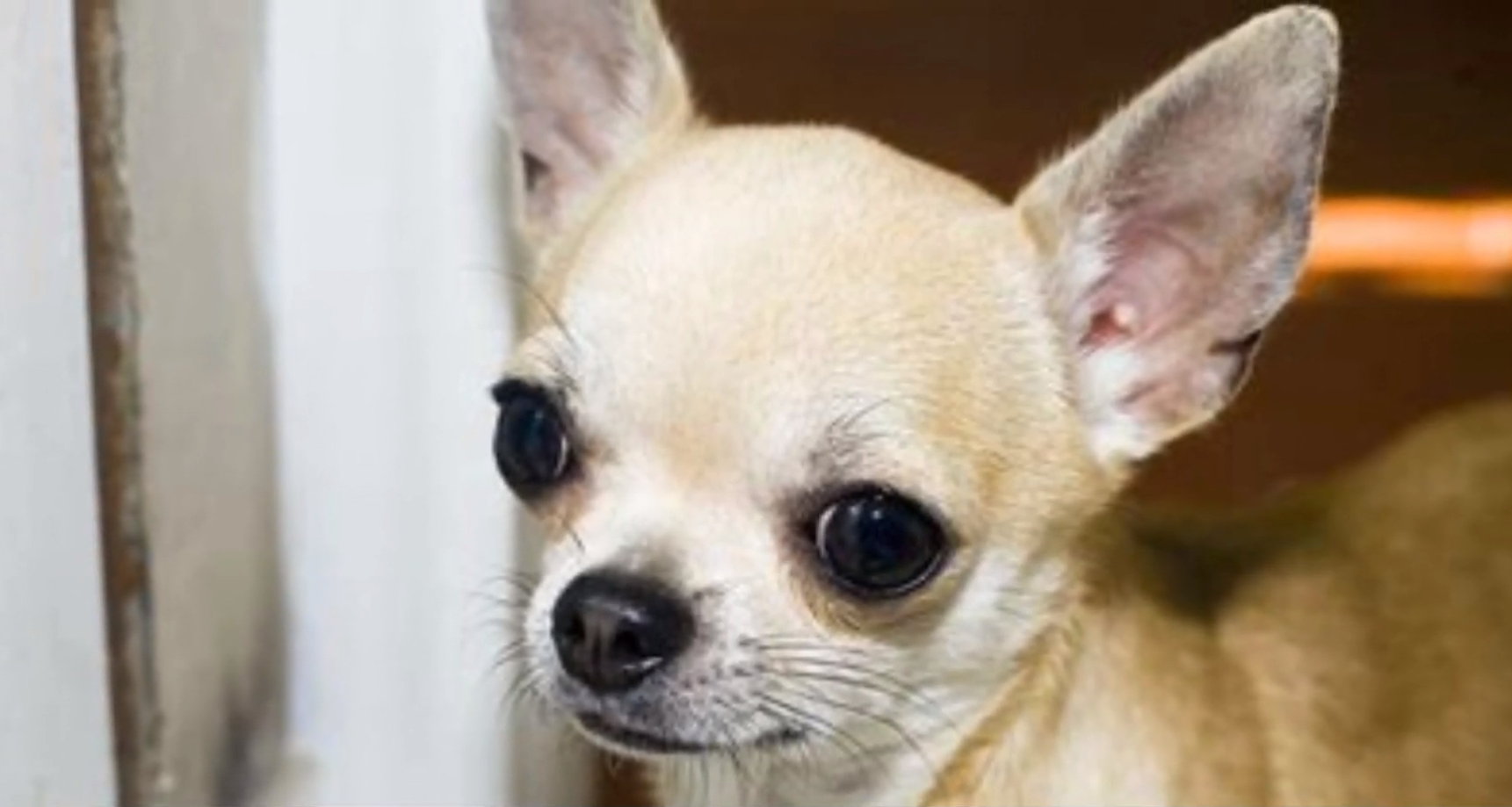 What are acceptable barking behaviours from your Chihuahua?