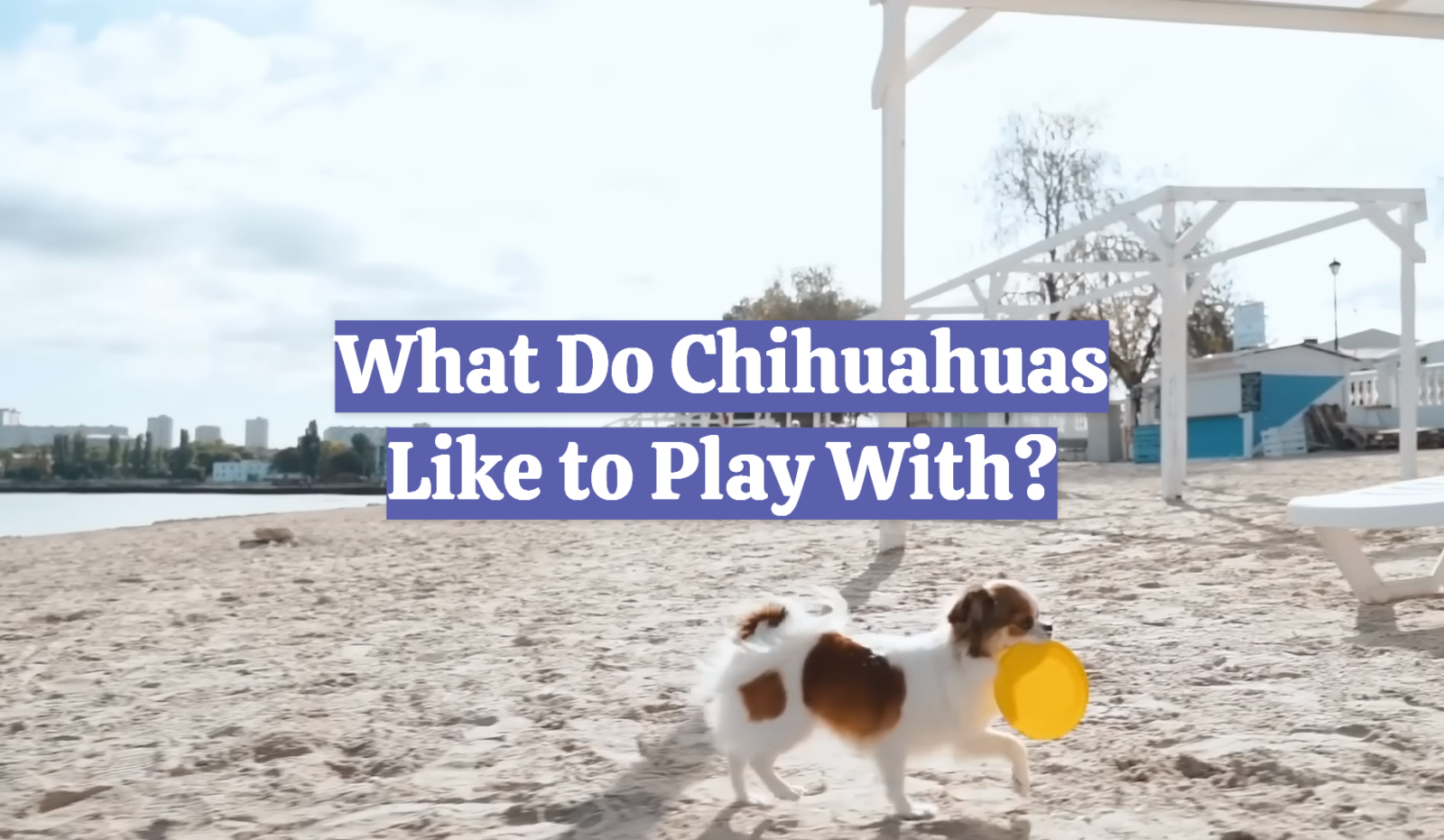 What Do Chihuahuas Like to Play With?