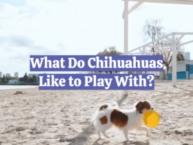What Do Chihuahuas Like to Play With?
