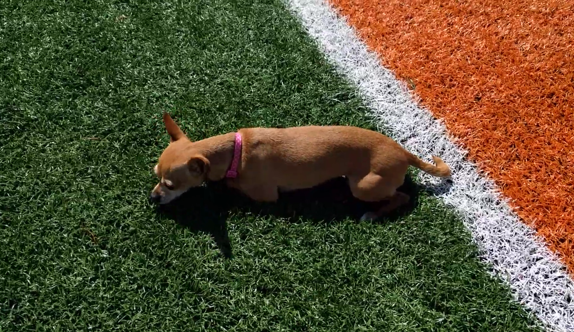 What is the real Chihuahua speed?