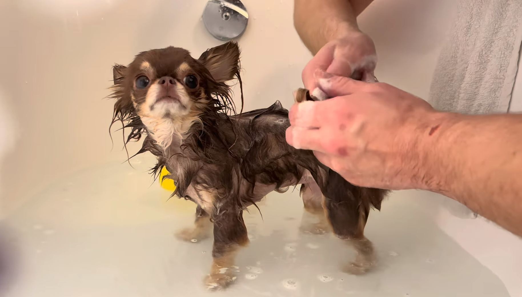 What Kind of Brush Do You Use on a Chihuahua?