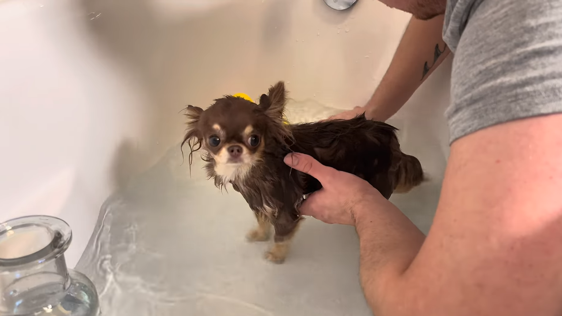 What You'll Need To Bathe a Chihuahua?