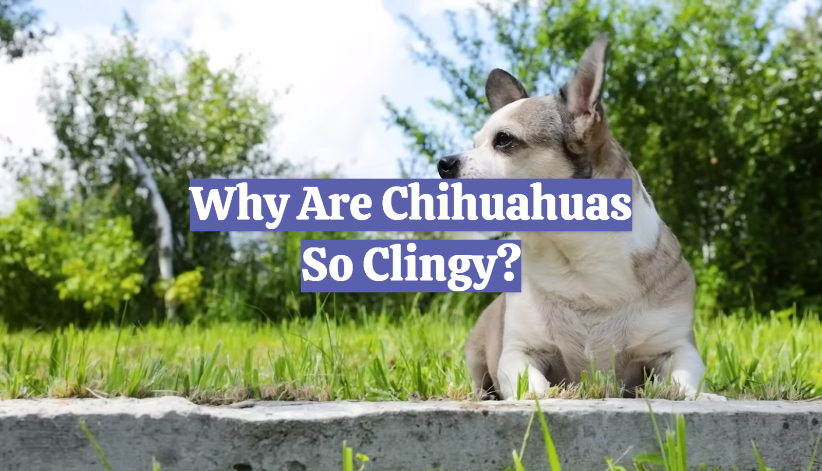 Why Are Chihuahuas So Clingy?