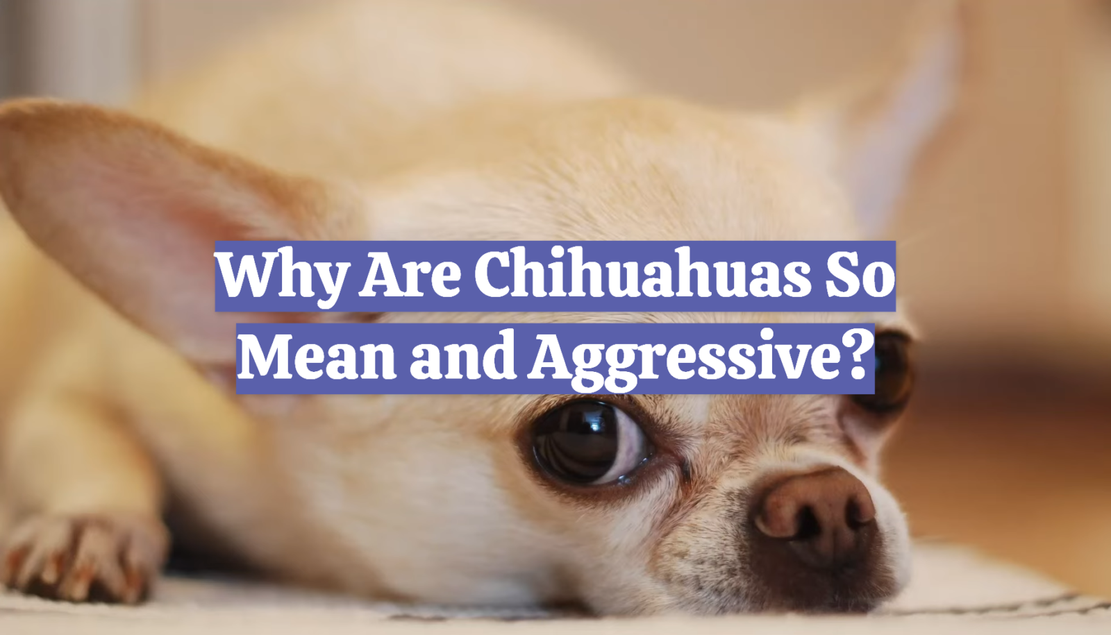Why Are Chihuahuas So Mean and Aggressive?