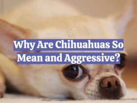 Why Are Chihuahuas So Mean and Aggressive?