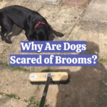 Why Are Dogs Scared of Brooms?