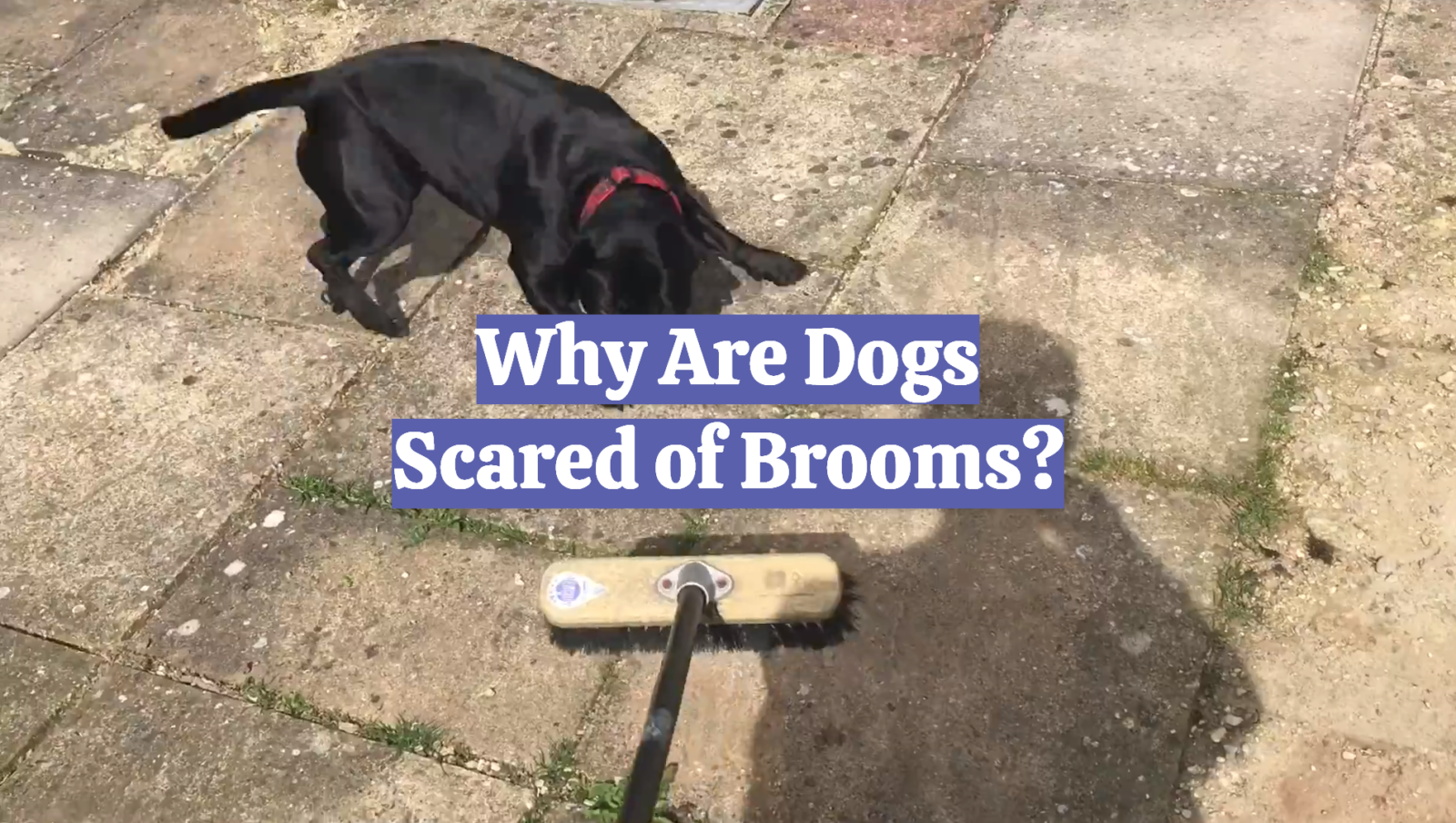 Why Are Dogs Scared of Brooms?