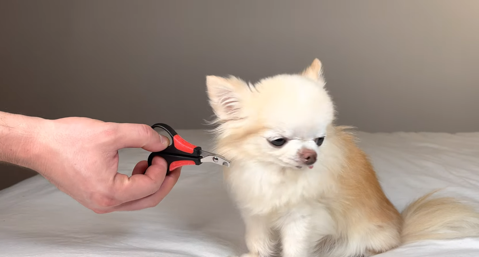 Why Clipping Your Chihuahua's Nails is Important