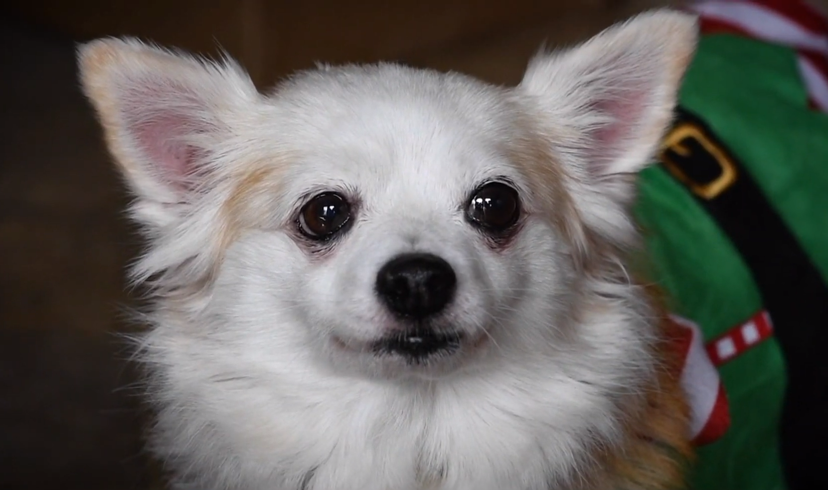 Why do Chihuahuas bark so much?