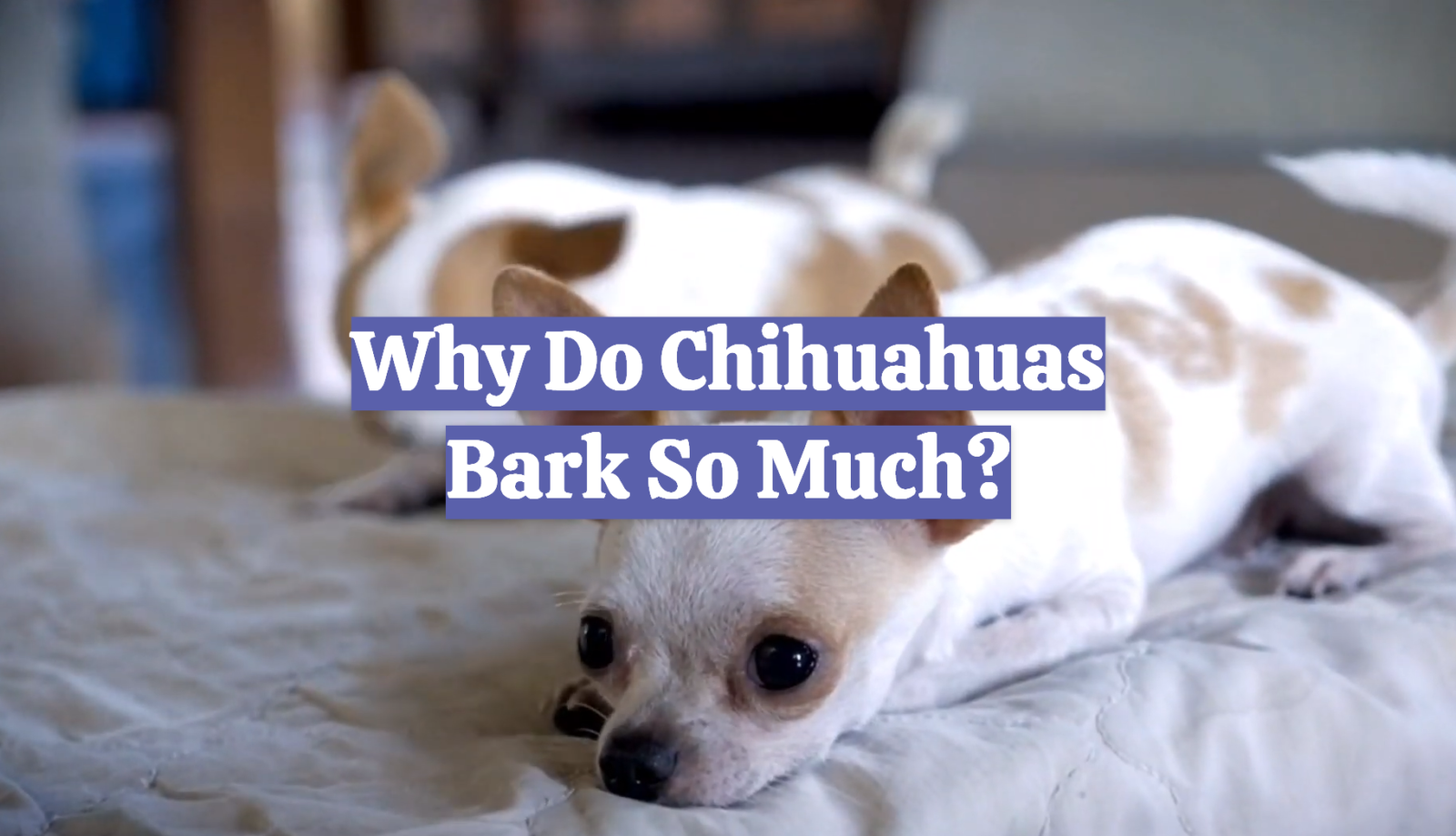Why Do Chihuahuas Bark So Much?