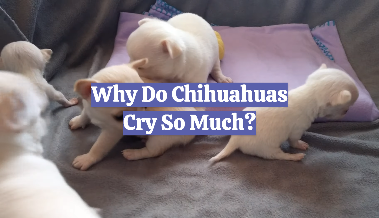 Why Do Chihuahuas Cry So Much?