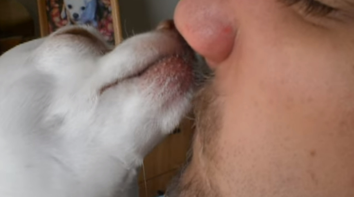 Why Do Chihuahuas Lick Inside Your Nose?