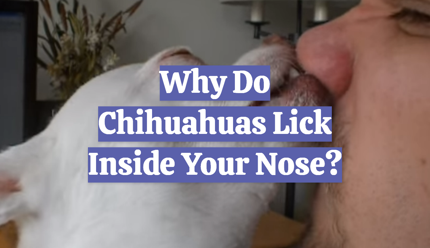 Why Do Chihuahuas Lick Inside Your Nose?