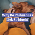 Why Do Chihuahuas Lick So Much?