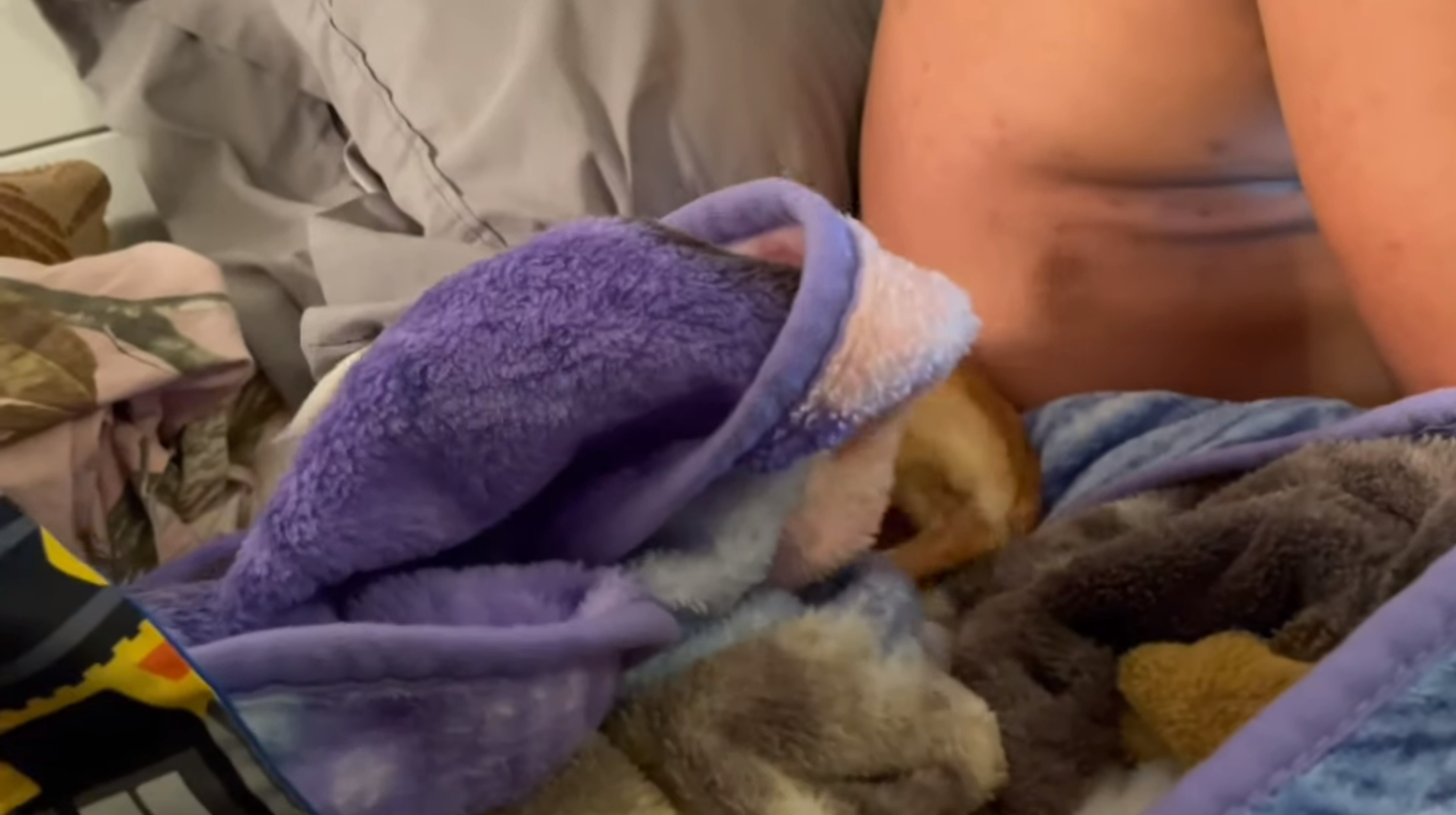 Why Do Chihuahuas Like to Sleep Under the Covers?