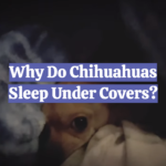 Why Do Chihuahuas Sleep Under Covers?