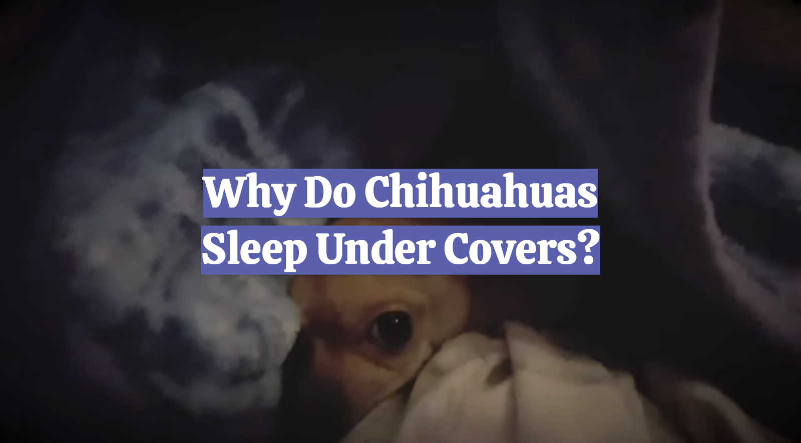 Why Do Chihuahuas Sleep Under Covers?