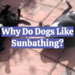 Why Do Dogs Like Sunbathing?