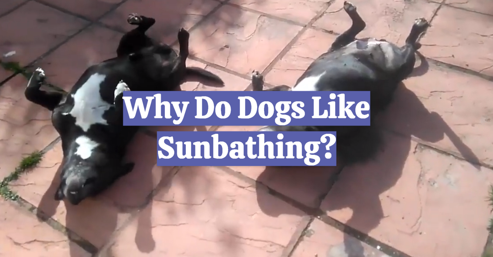 Why Do Dogs Like Sunbathing?