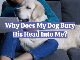 Why Does My Dog Bury His Head Into Me?