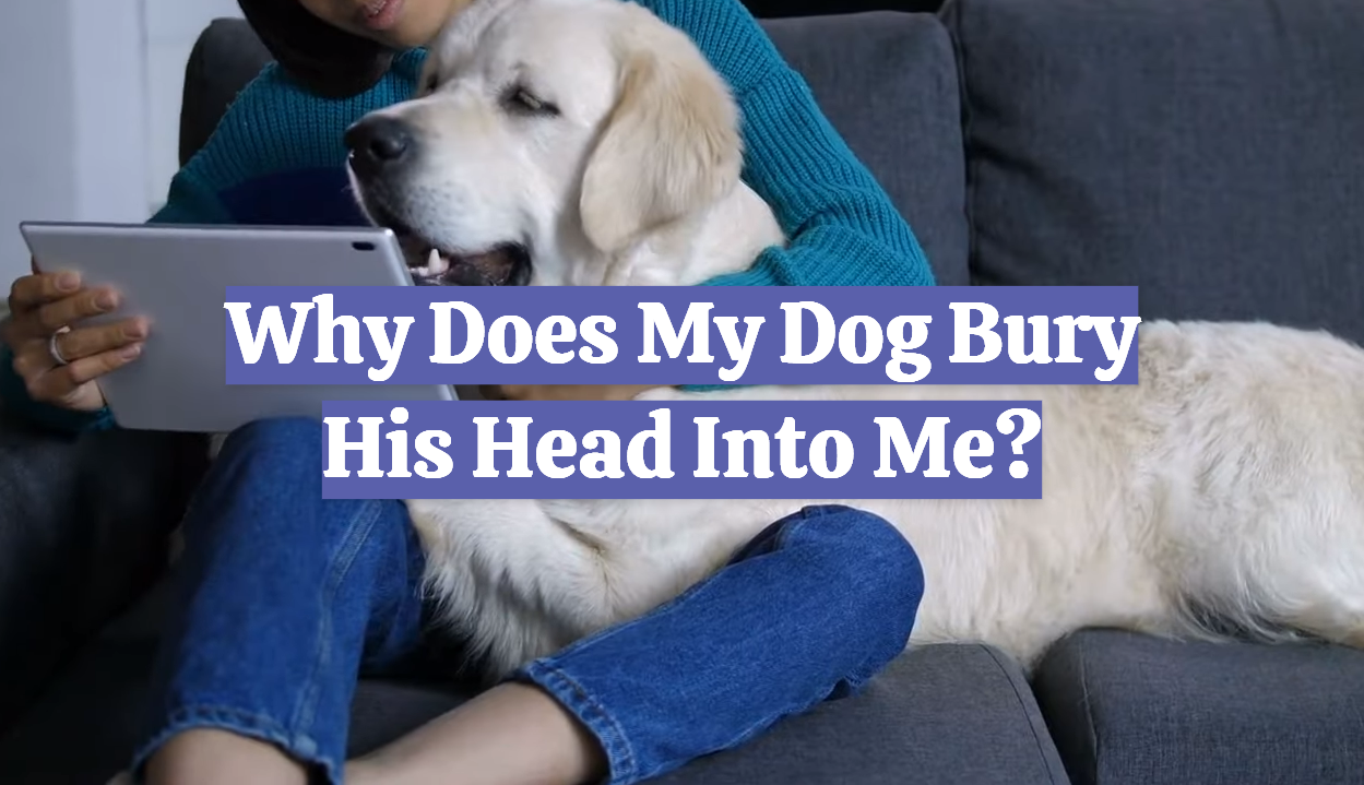 Why Does My Dog Bury His Head Into Me?