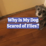 Why Is My Dog Scared of Flies?